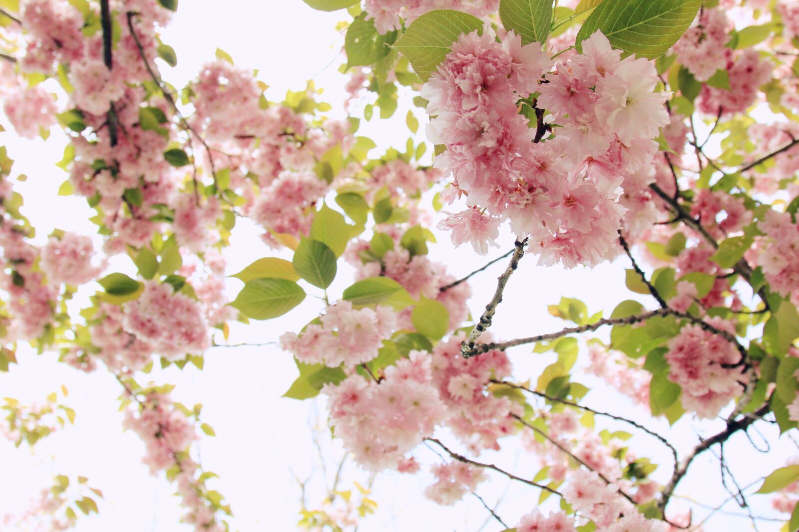 Canon EOS 550D (EOS Rebel T2i / EOS Kiss X4) sample photo. Blooming, branch, bright photography