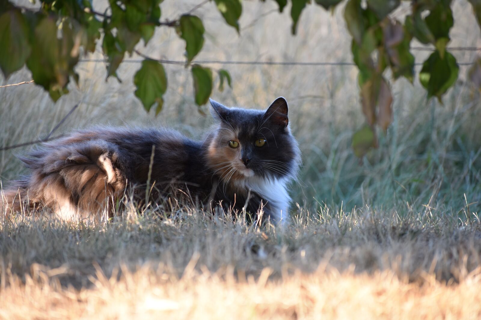 Nikon D3400 sample photo. Cat, closeup, animals photography