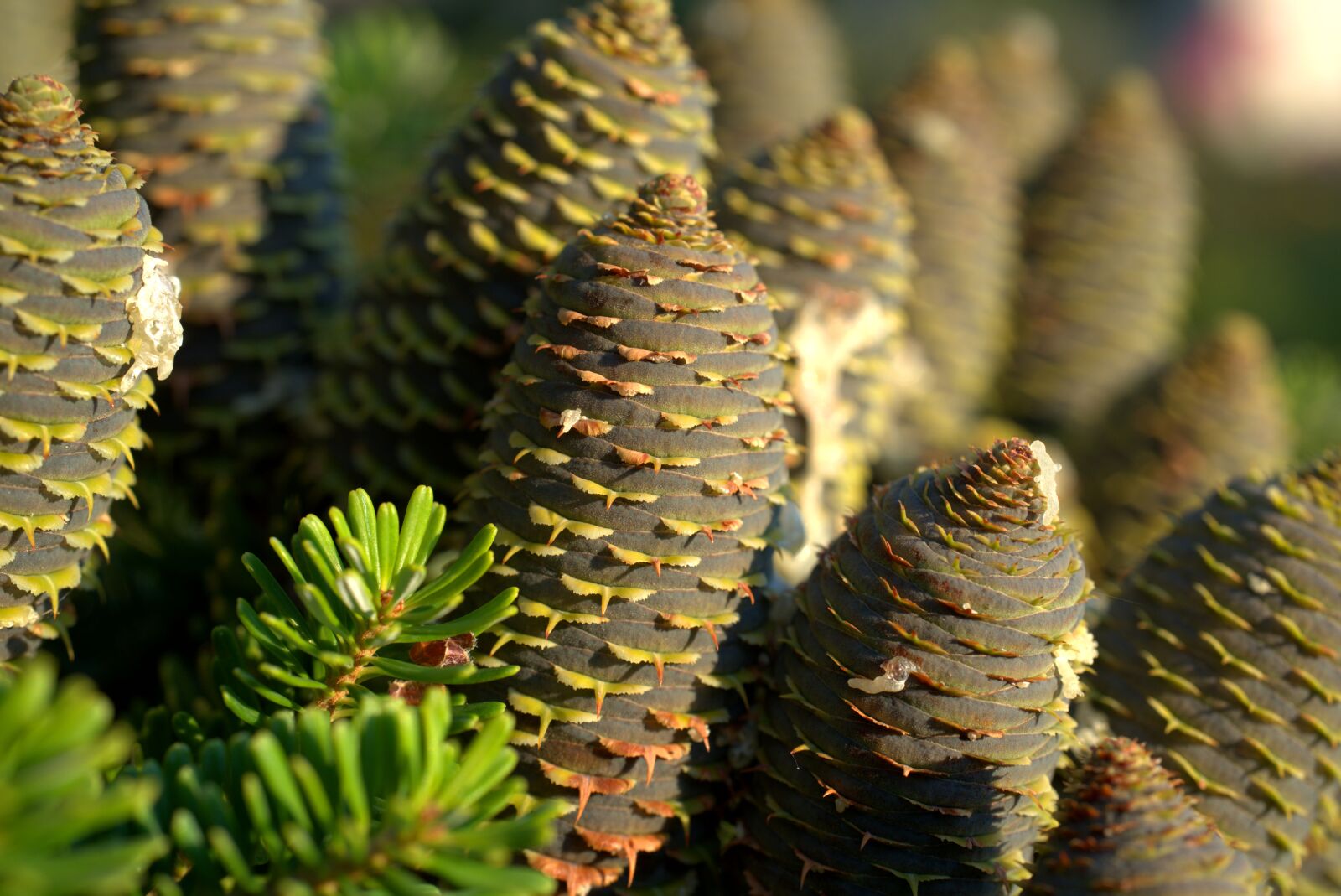 Sony a7 II sample photo. Tap, pine cones, fir photography