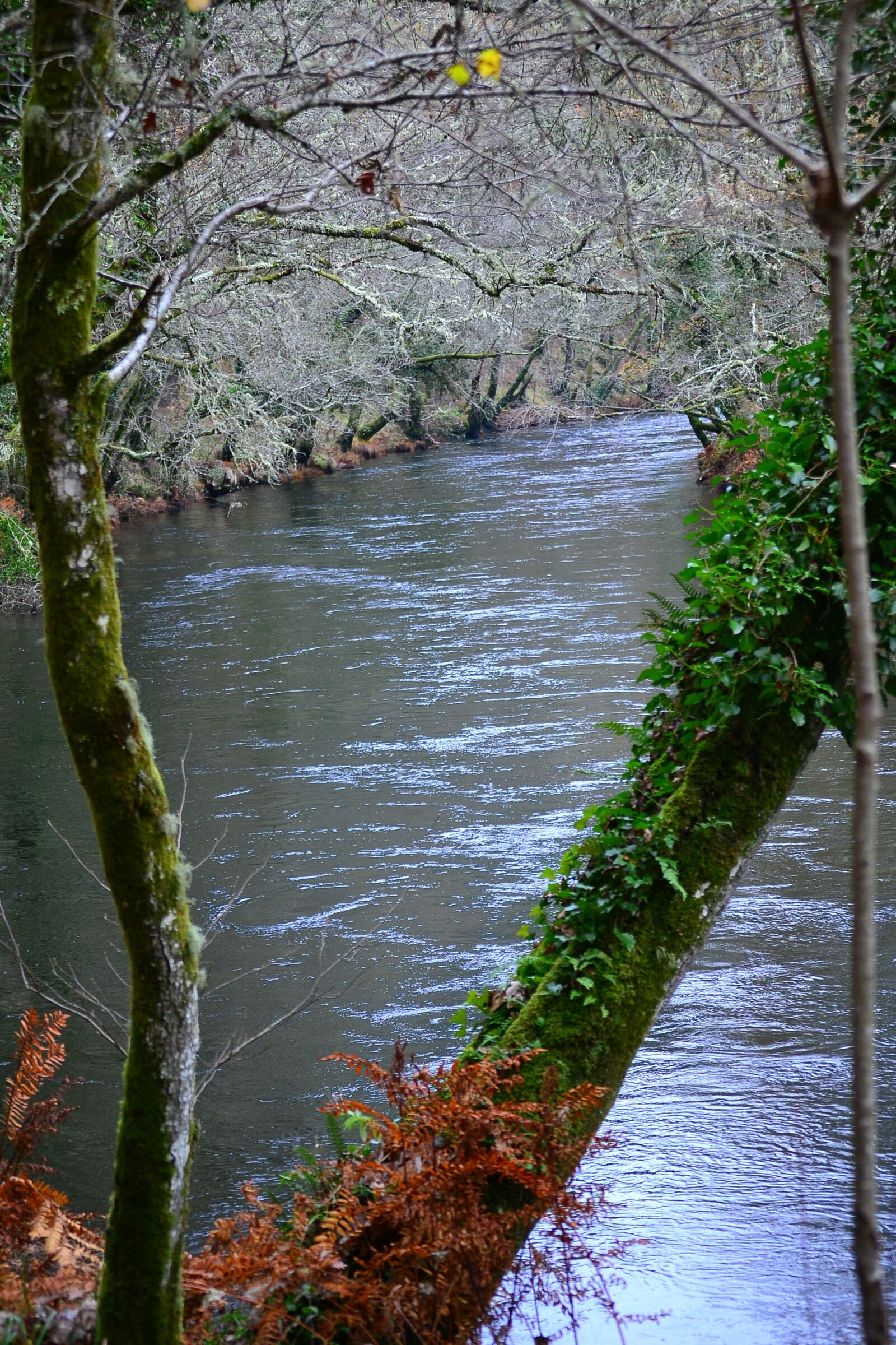 Nikon D3100 sample photo. River, landscape, colors photography