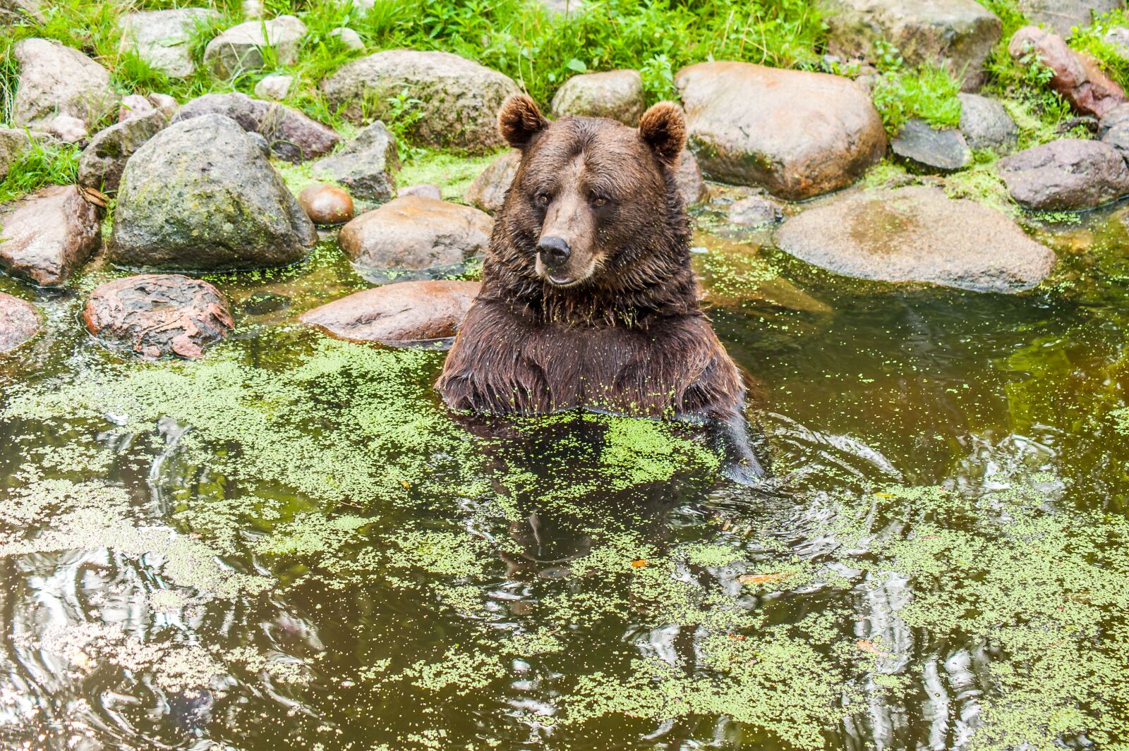Nikon D700 sample photo. Brown bear, water, fur photography