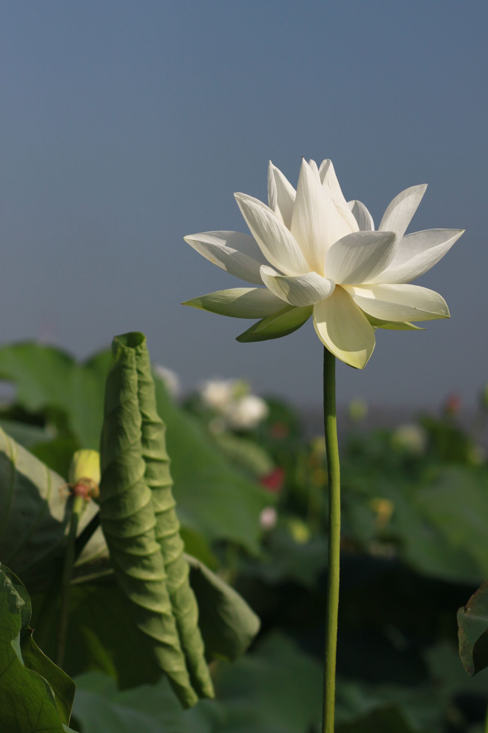 Canon EOS 500D (EOS Rebel T1i / EOS Kiss X3) sample photo. Kite, lotus, nature photography