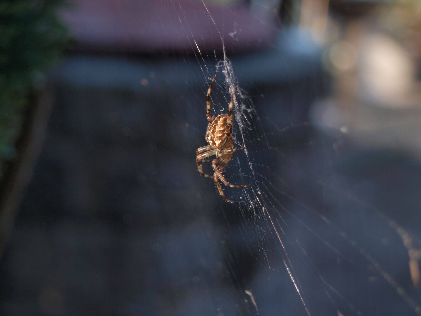 Olympus E-420 (EVOLT E-420) sample photo. Spider, cobweb, insect photography