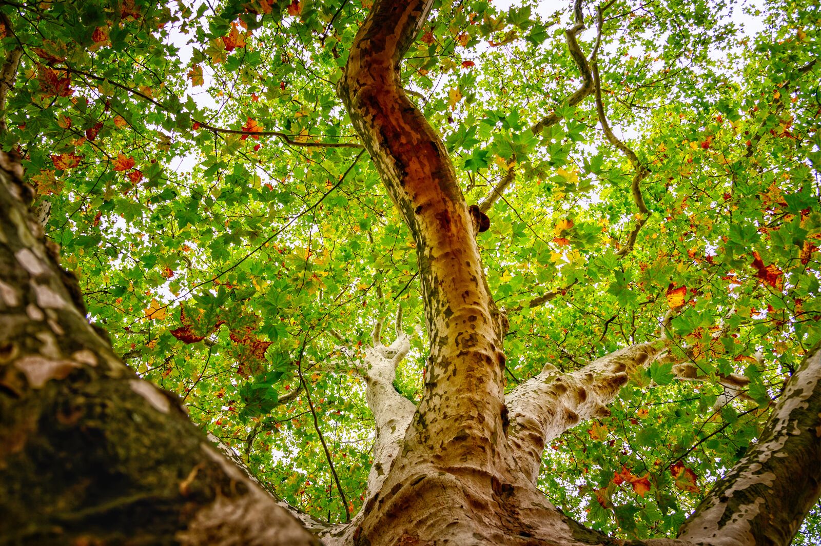 Nikon Z6 sample photo. Tree, leaves, branch photography
