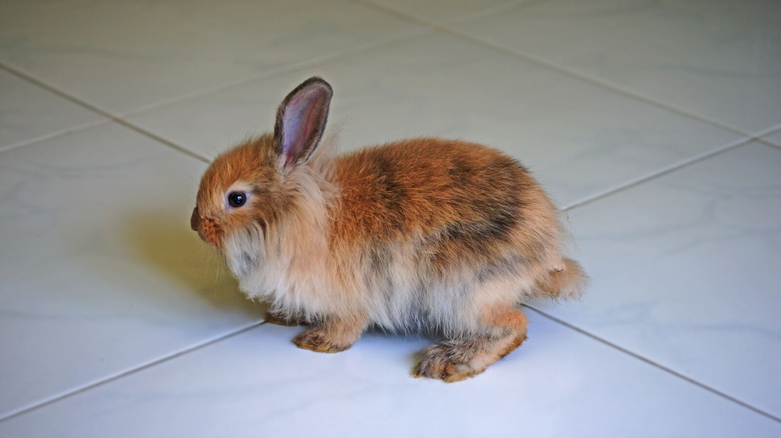 Sony DT 55-200mm F4-5.6 SAM sample photo. Rabbit, brown rabbit, pet photography