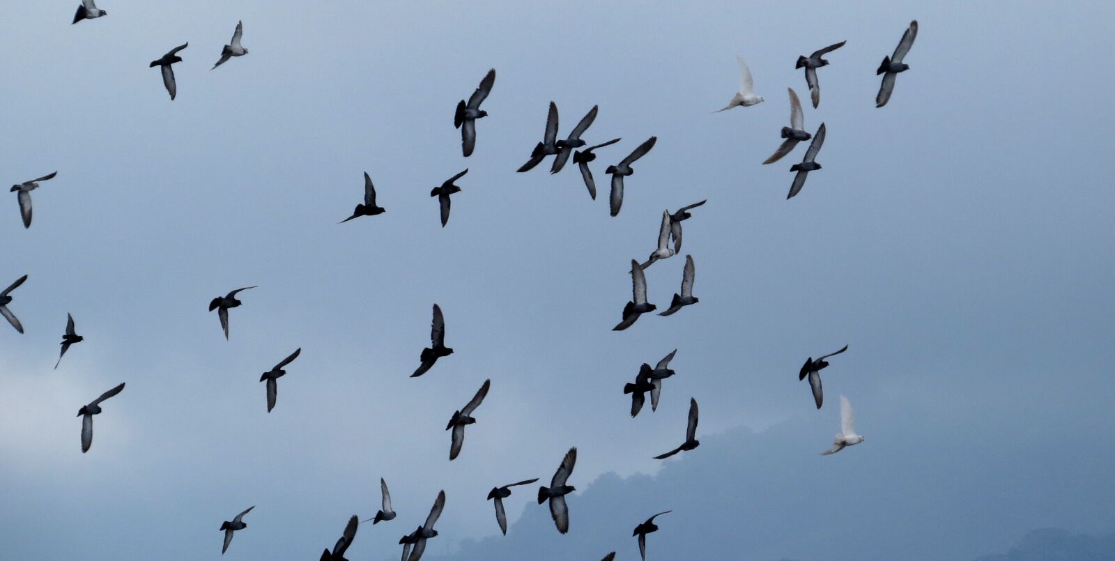 Canon PowerShot SX50 HS sample photo. Birds, flight, herd photography