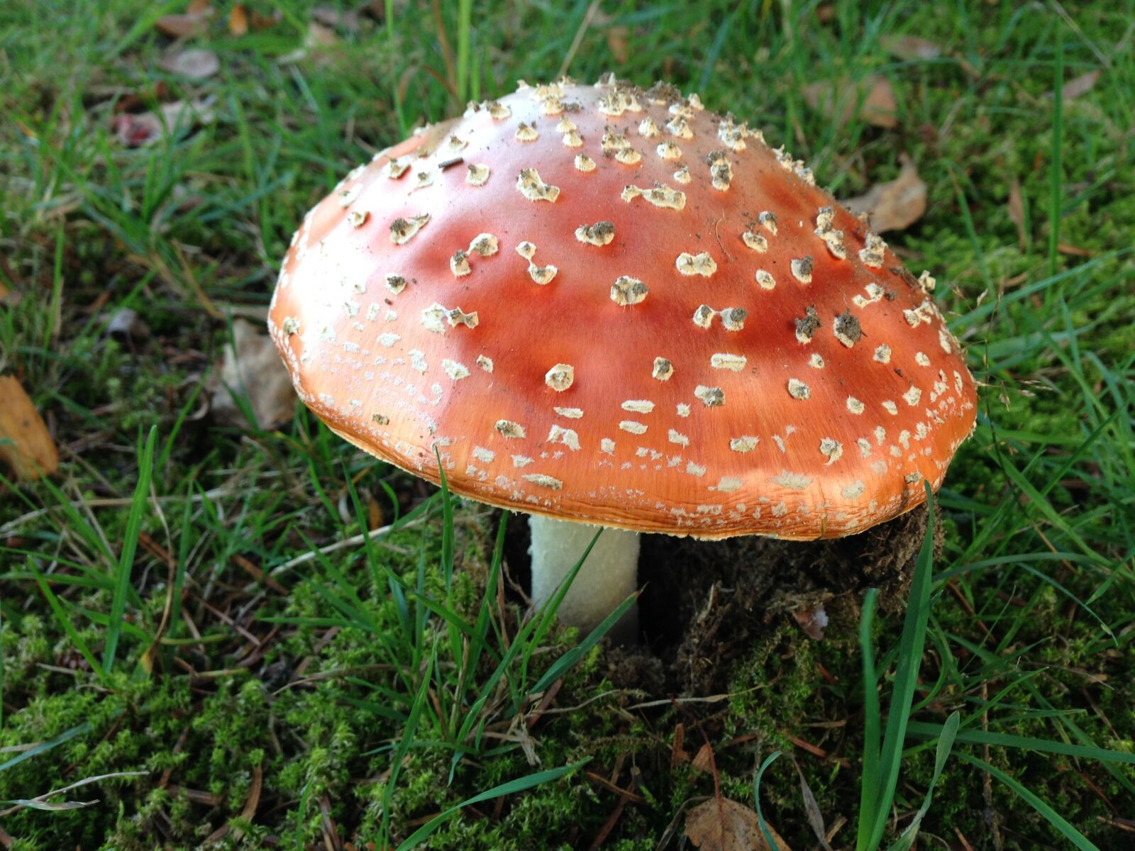 Apple iPhone 5 sample photo. Fly agaric, poison, toxic photography