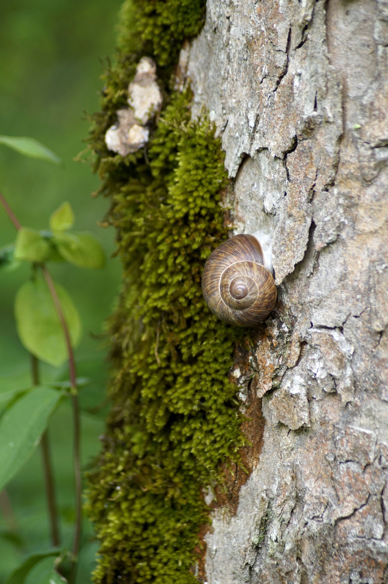 Sony SLT-A58 sample photo. Snail, support, tribe photography