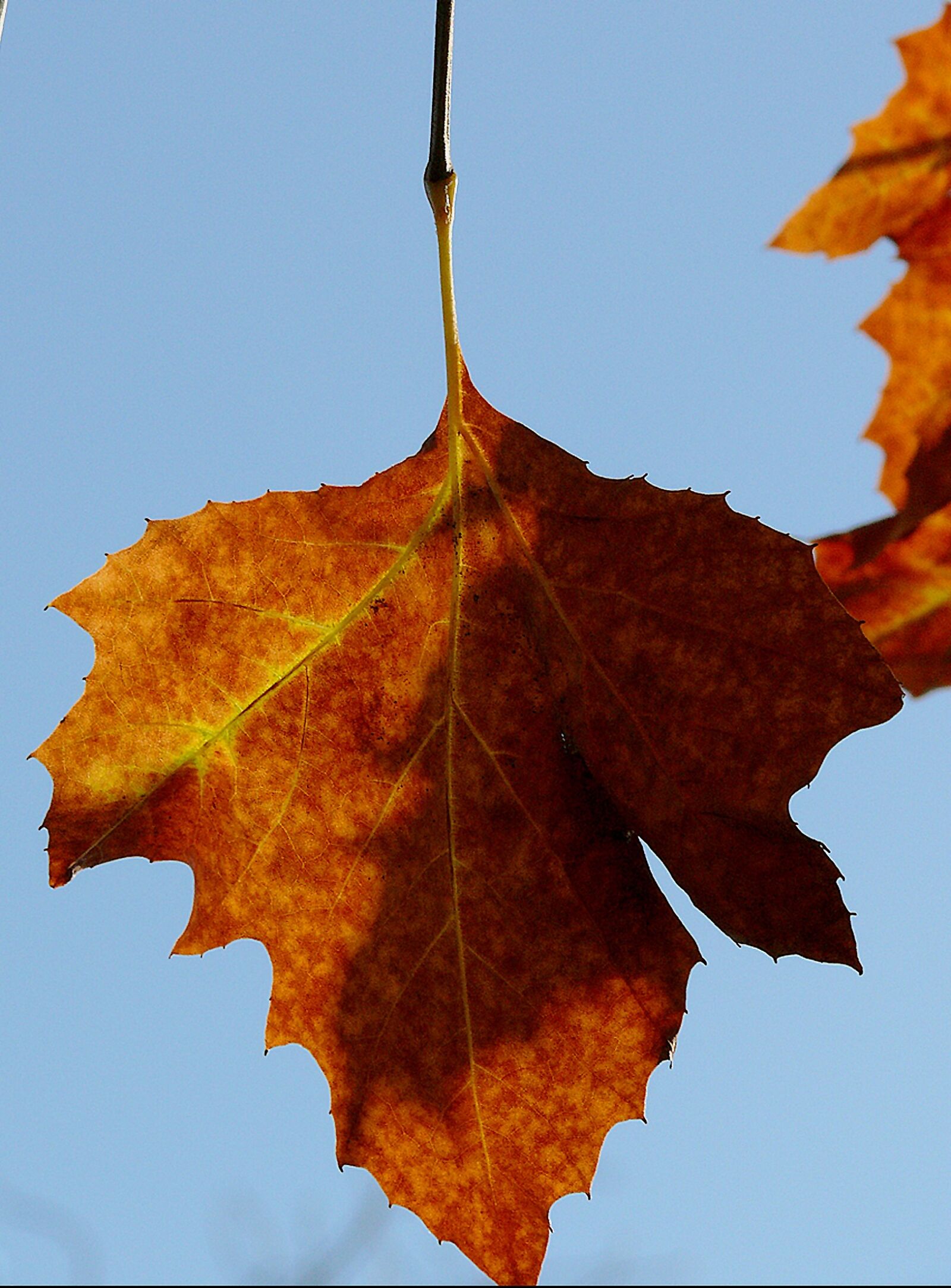 Leica V-LUX 1 sample photo. Autumn, autumn leaf, fall photography