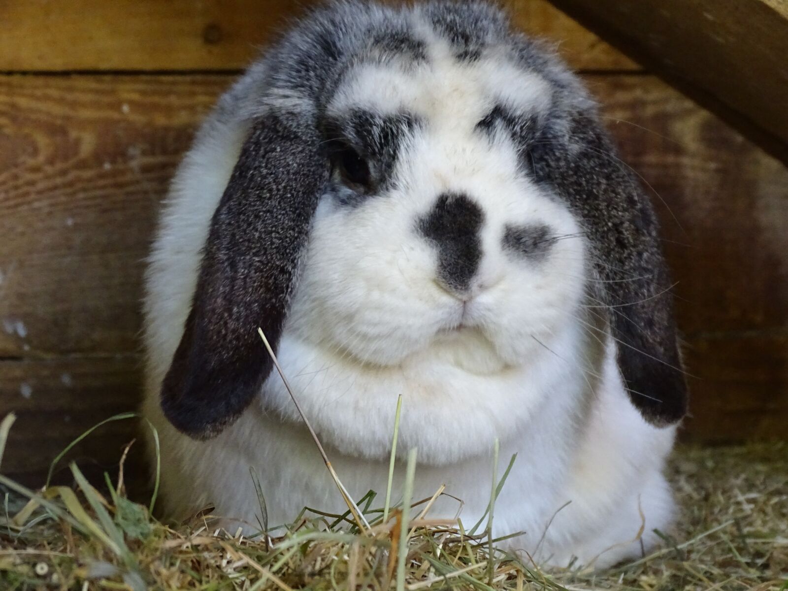 Sony Cyber-shot DSC-HX350 sample photo. Dwarf aries chinchilla-white, hare photography