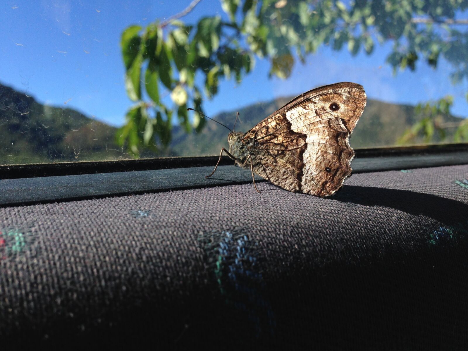 iPhone 5 back camera 4.12mm f/2.4 sample photo. Butterfly, auto, outlook photography