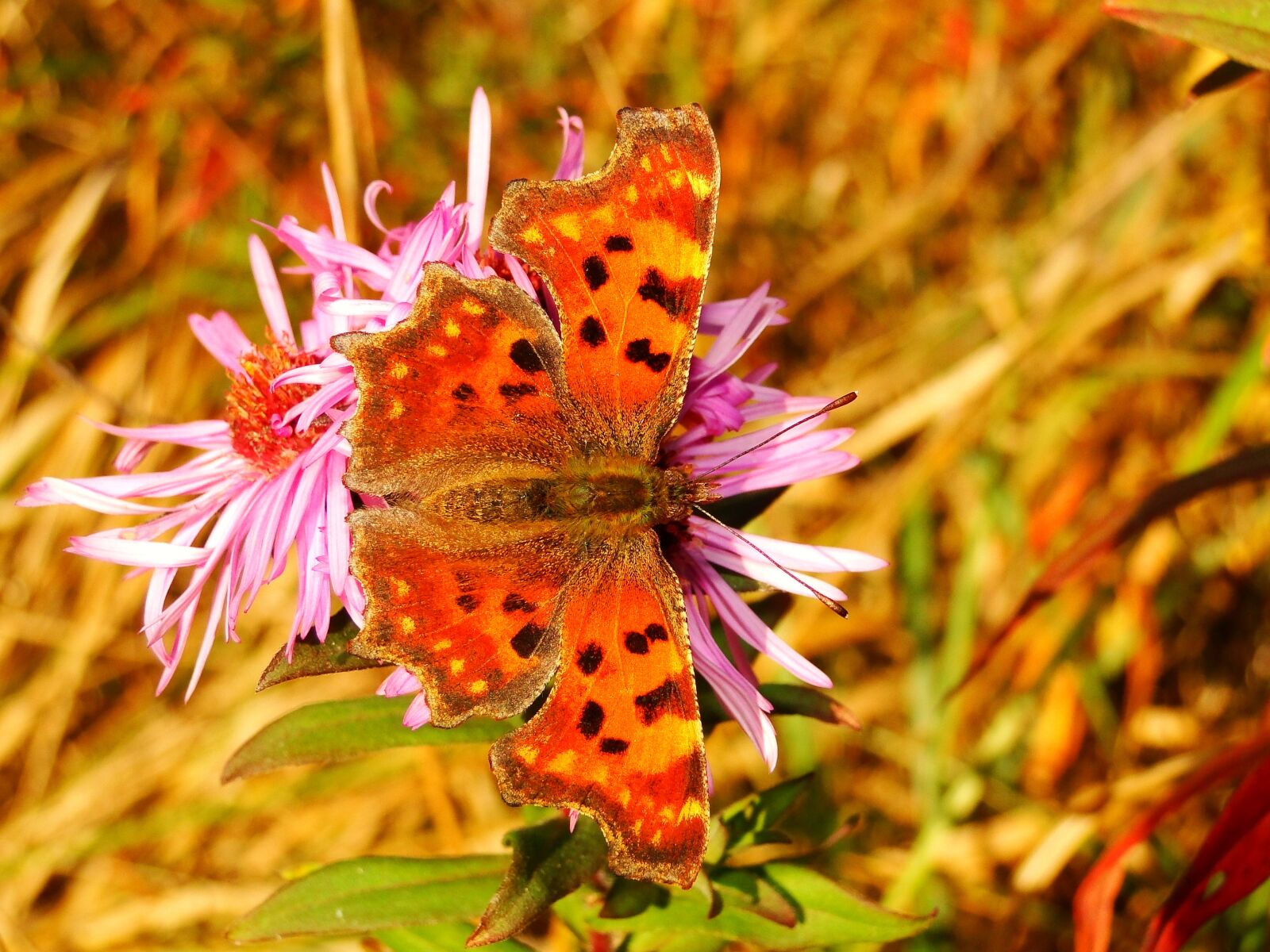 Sony Cyber-shot DSC-HX1 sample photo. Nature, plant, flower photography