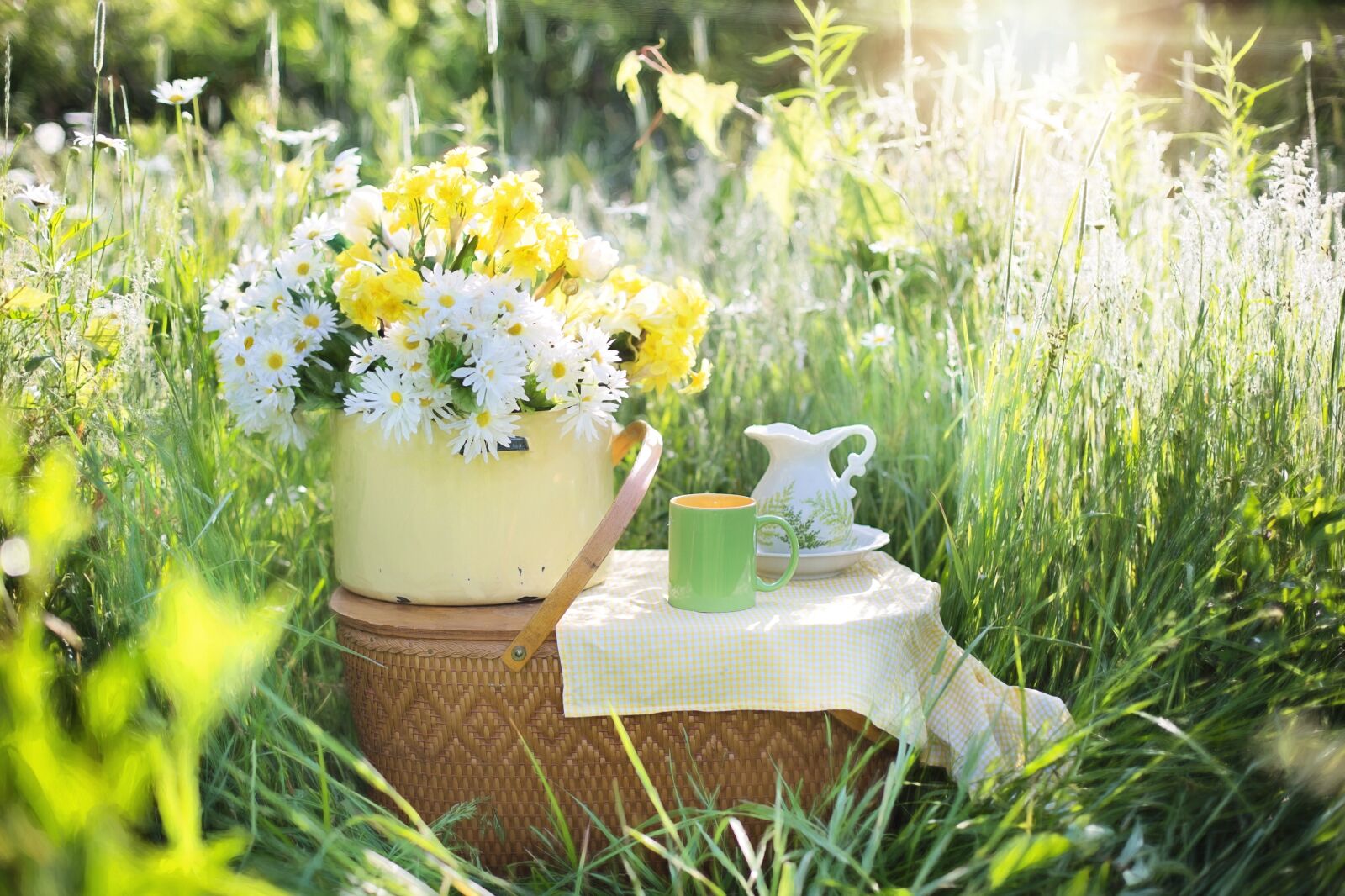 Canon EF 50mm F1.4 USM sample photo. Daisies, summer, flowers photography