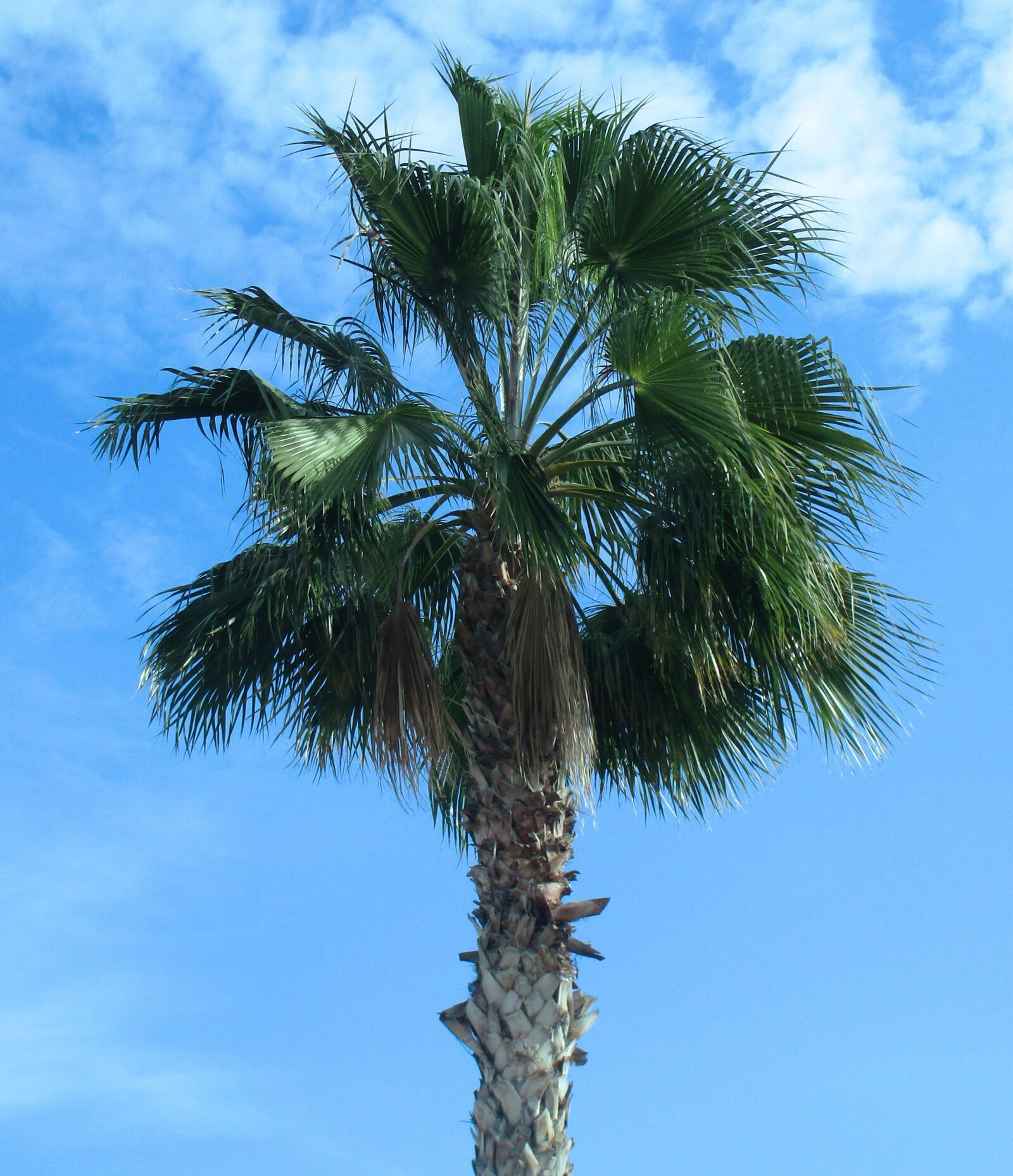 Canon PowerShot ELPH 170 IS (IXUS 170 / IXY 170) sample photo. Palm tree, nature, sky photography