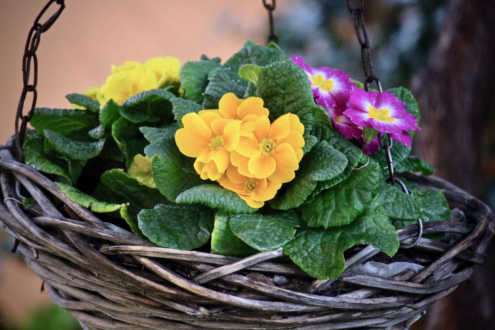 Canon EOS M sample photo. Spring, cowslip, flower photography