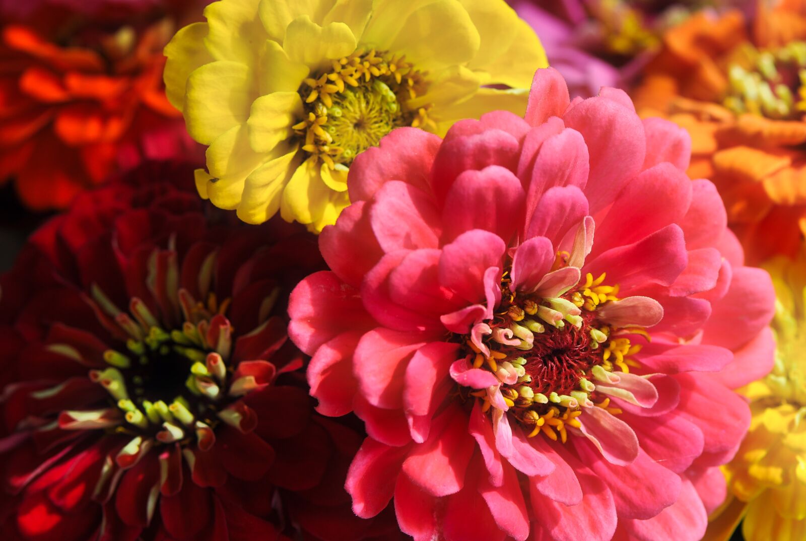 Nikon D90 sample photo. Zinnias, flowers, blossom photography