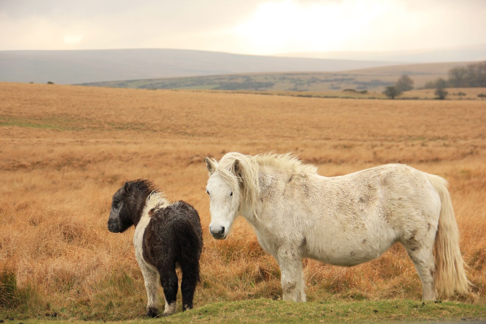 Canon EOS 550D (EOS Rebel T2i / EOS Kiss X4) sample photo. Horses, nature, animal photography