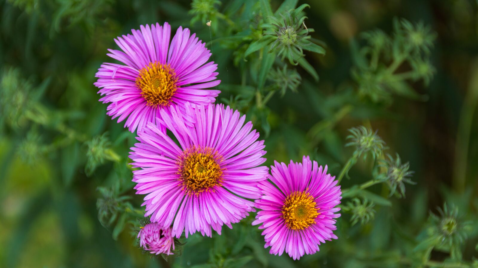 Canon EOS 80D sample photo. Flowers, violet, flowers blooming photography