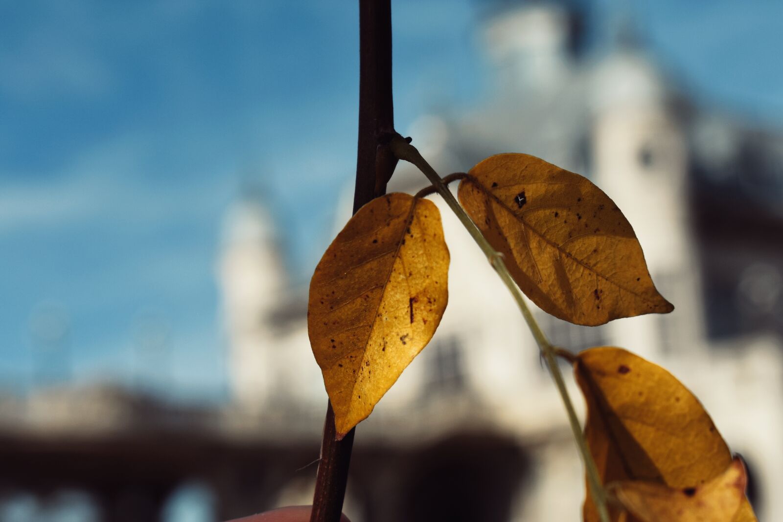 Nikon D3400 sample photo. Leaves, color, autumn photography