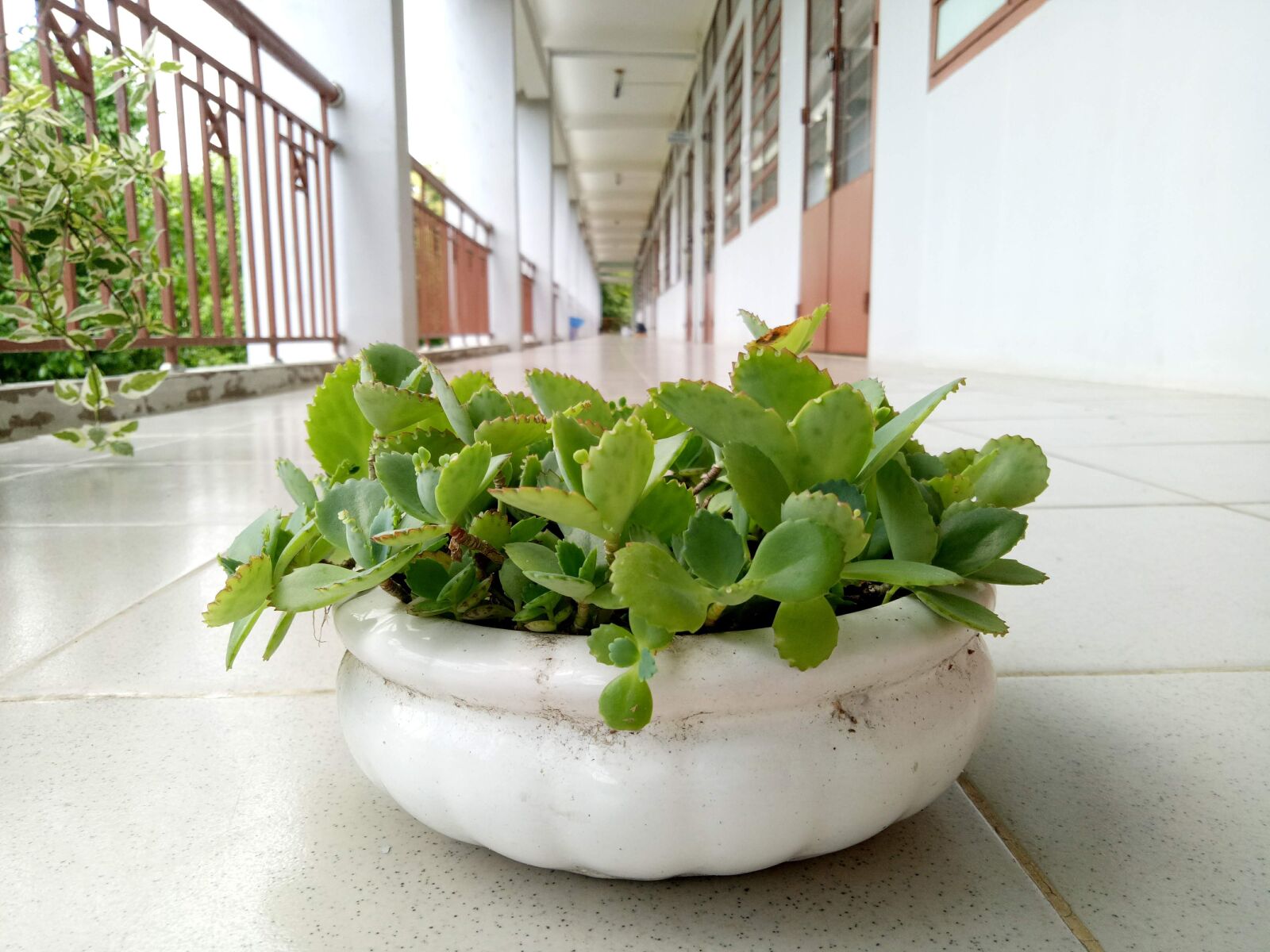 OPPO A1601 sample photo. Life, leaf scald, page photography