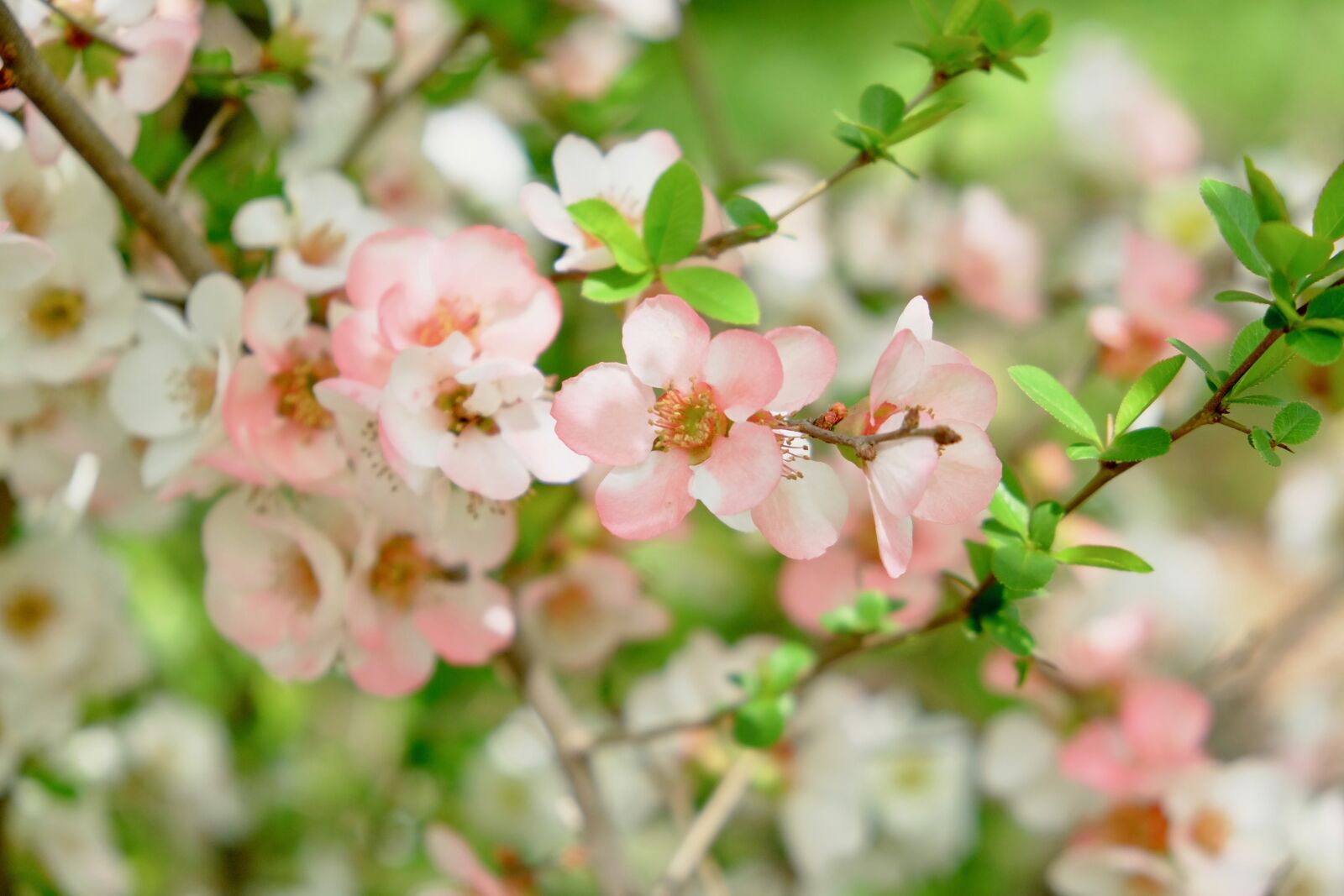 Fujifilm X-T10 sample photo. Cherry blossom, spring, green photography