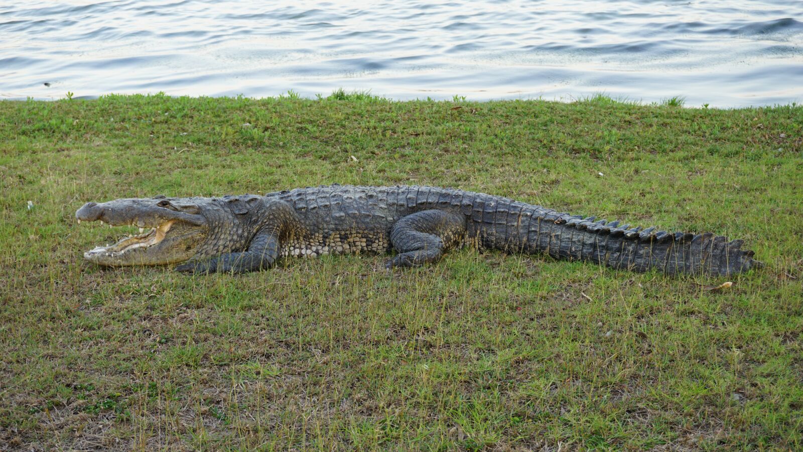 Sony E 16-50mm F3.5-5.6 PZ OSS sample photo. Crocodile, nature, animals photography
