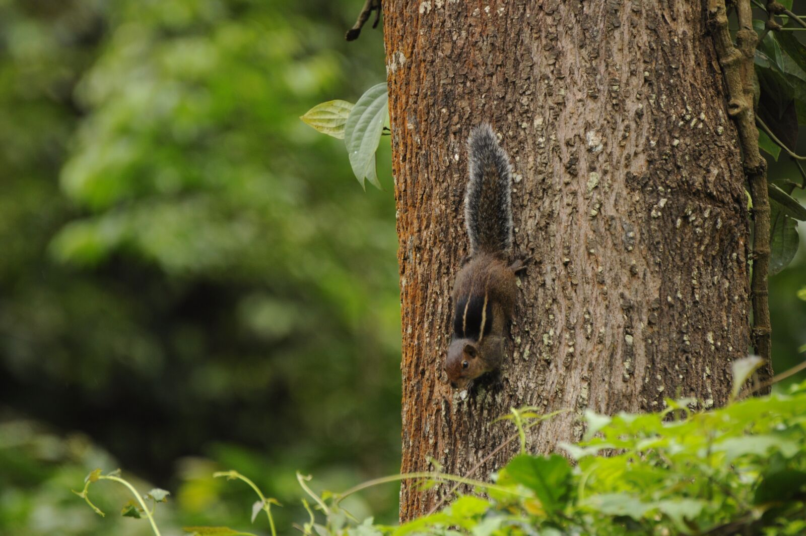 Nikon D90 sample photo. Western ghats squirrel, wildlife photography