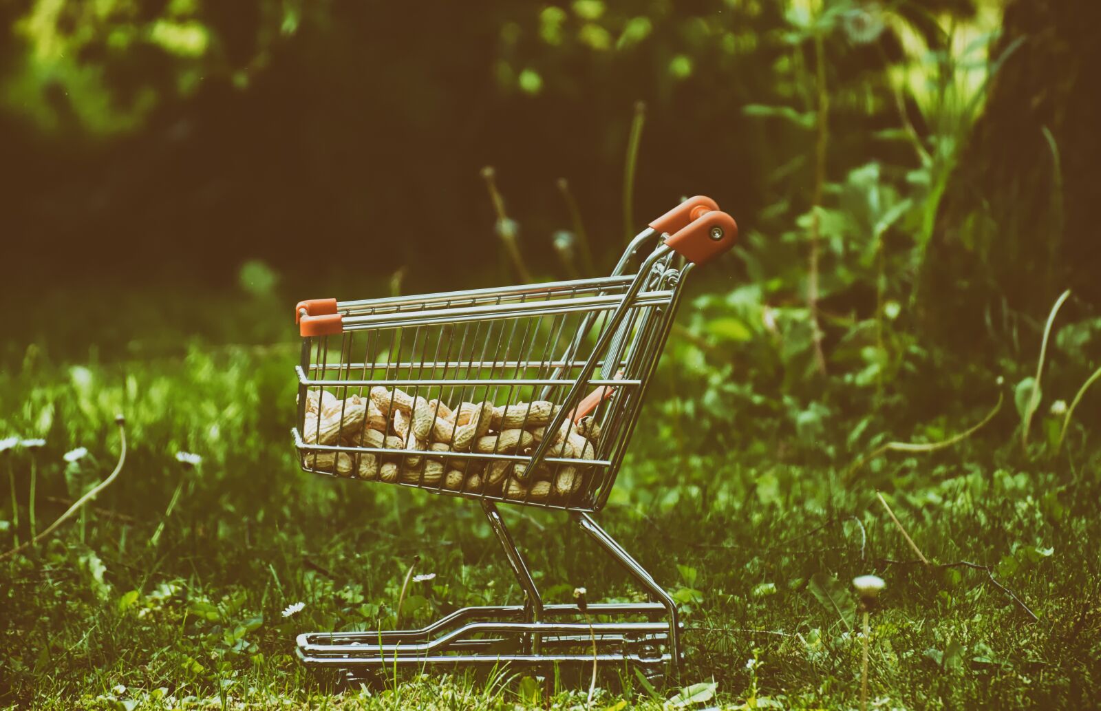 Nikon D7200 sample photo. Shopping cart, peanuts, food photography