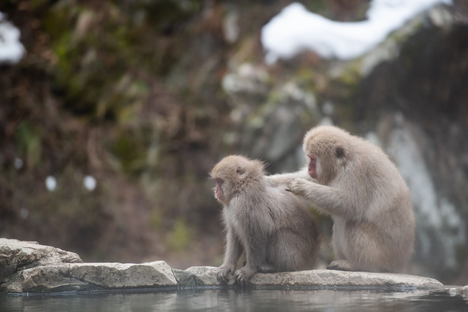 Nikon D850 sample photo. Snow monkey, preen, preening photography