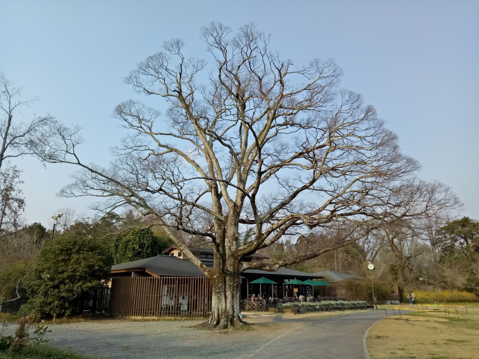 OPPO A1601 sample photo. Tree, no leaves, nature photography