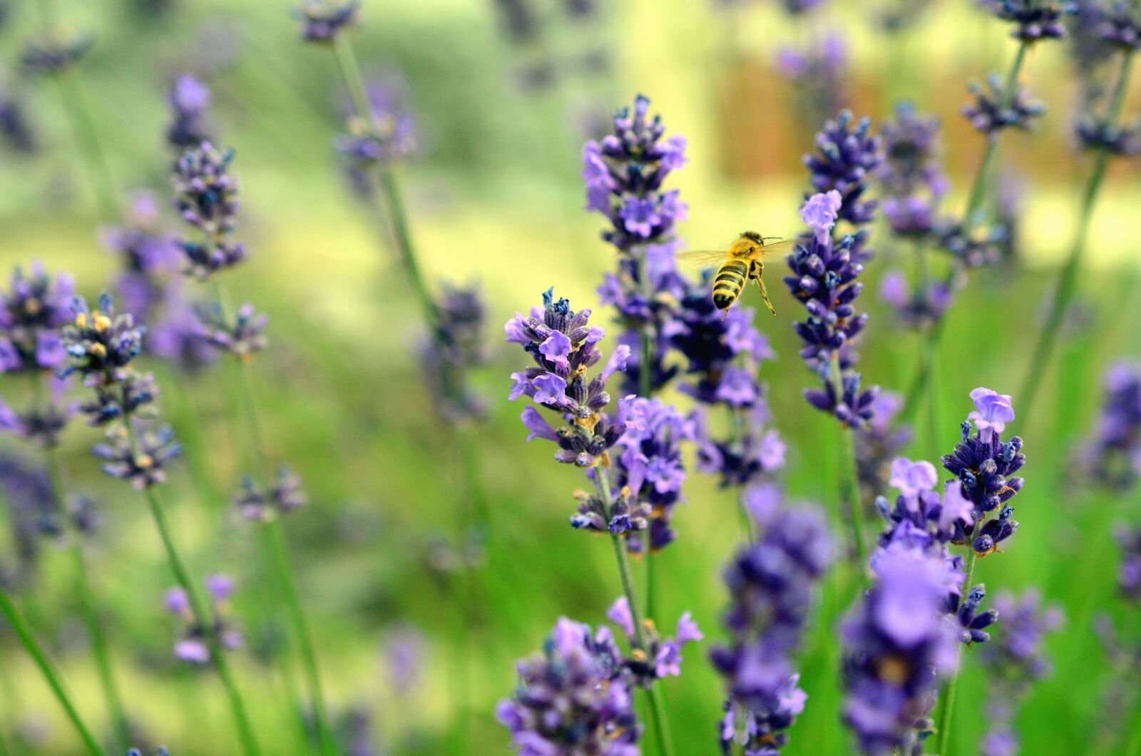 Nikon D5100 sample photo. Flower, bee, honey, pollination photography