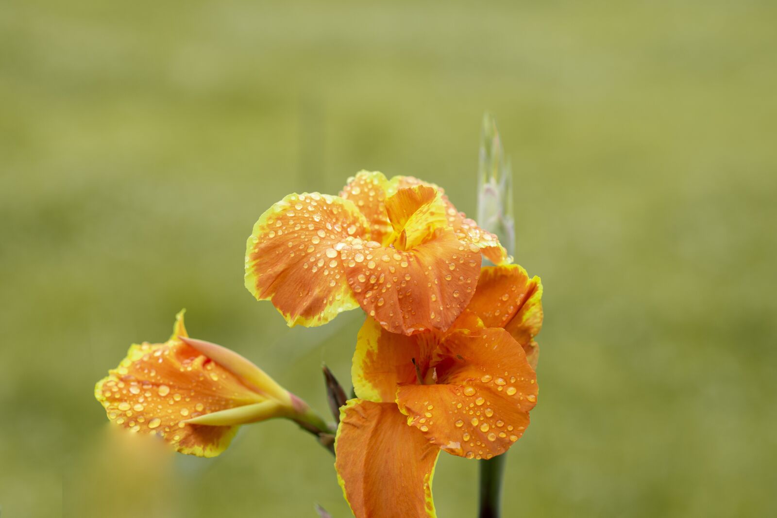 Nikon D600 sample photo. Flower, nature, spring photography
