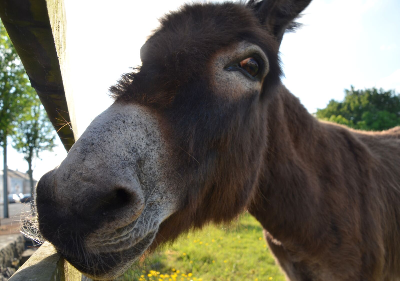 Nikon D5100 sample photo. Donkey, muli, animal photography
