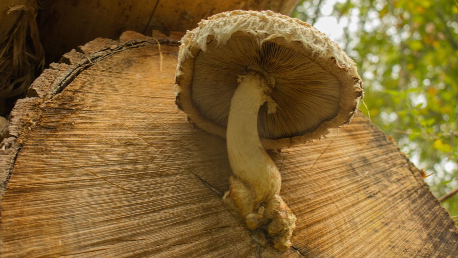 Canon EOS 80D sample photo. Mushrooms, wood, park photography
