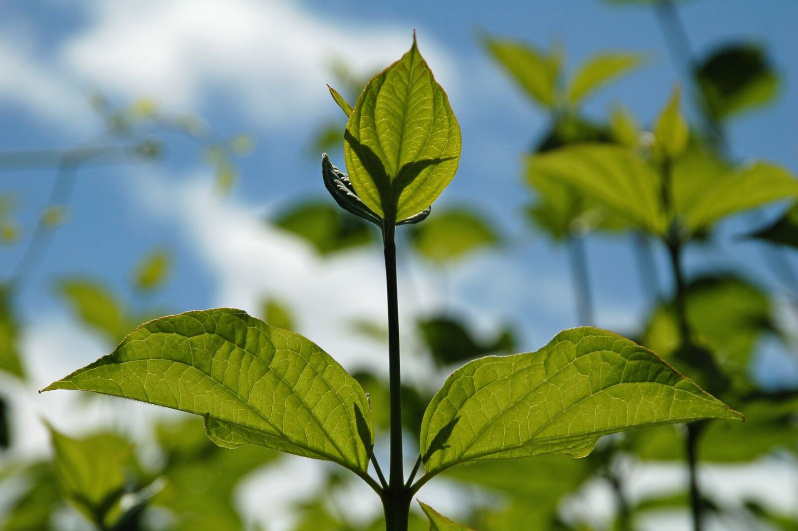 Nikon D50 sample photo. Branch, leaves, garden photography