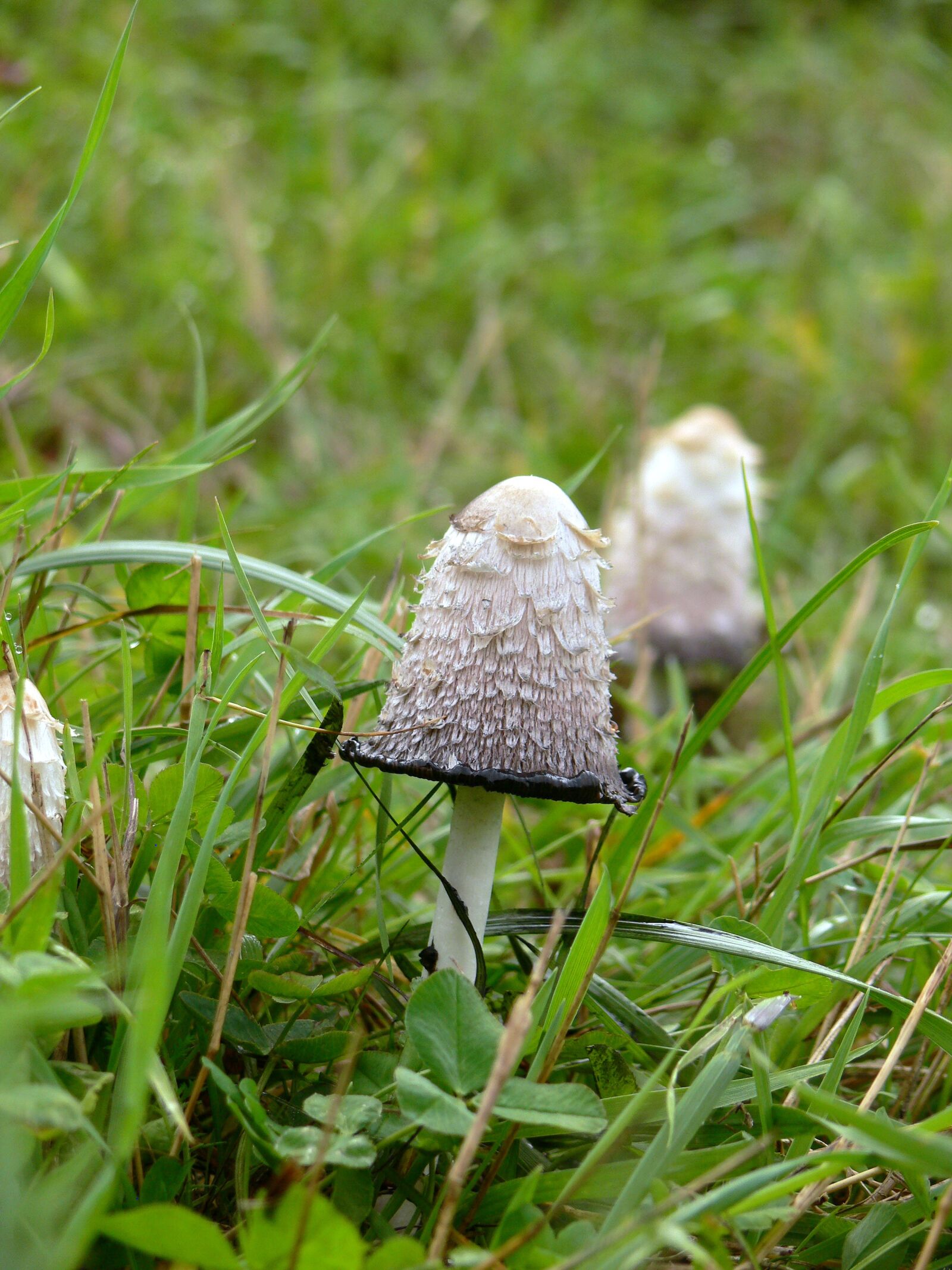 Panasonic DMC-FZ30 sample photo. Mushrooms, green, nature photography