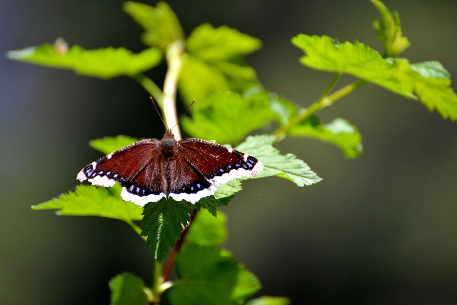 Nikon D600 sample photo. Butterfly, mourning cloak, insect photography
