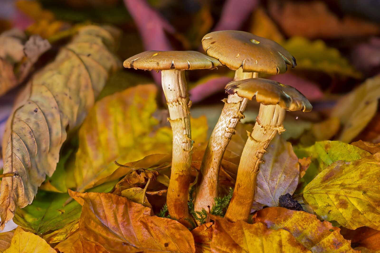 Canon EOS 7D sample photo. Mushroom, mushrooms, fall foliage photography