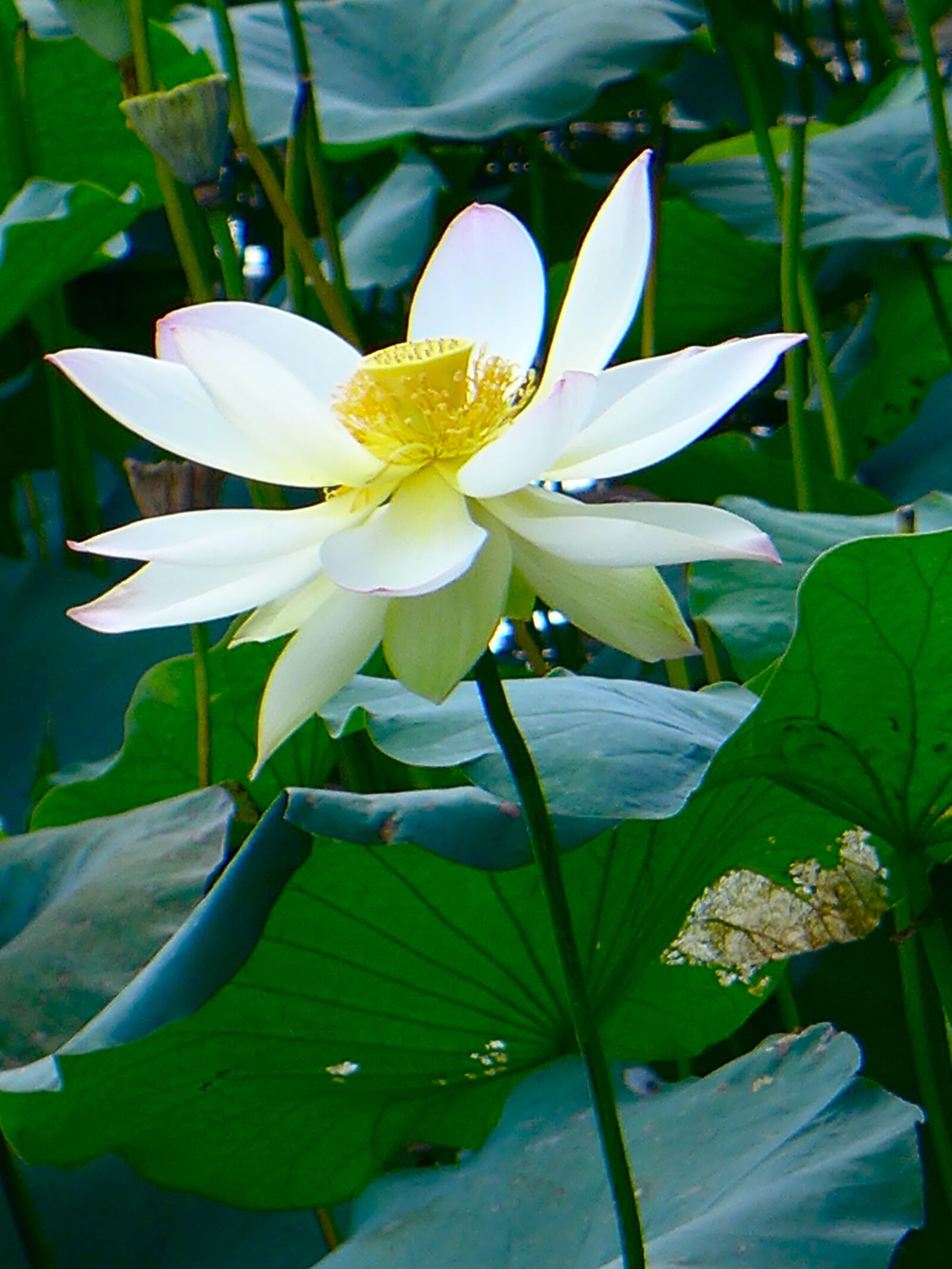 Panasonic Lumix DMC-LX7 sample photo. Lotus, white lotus, flower photography