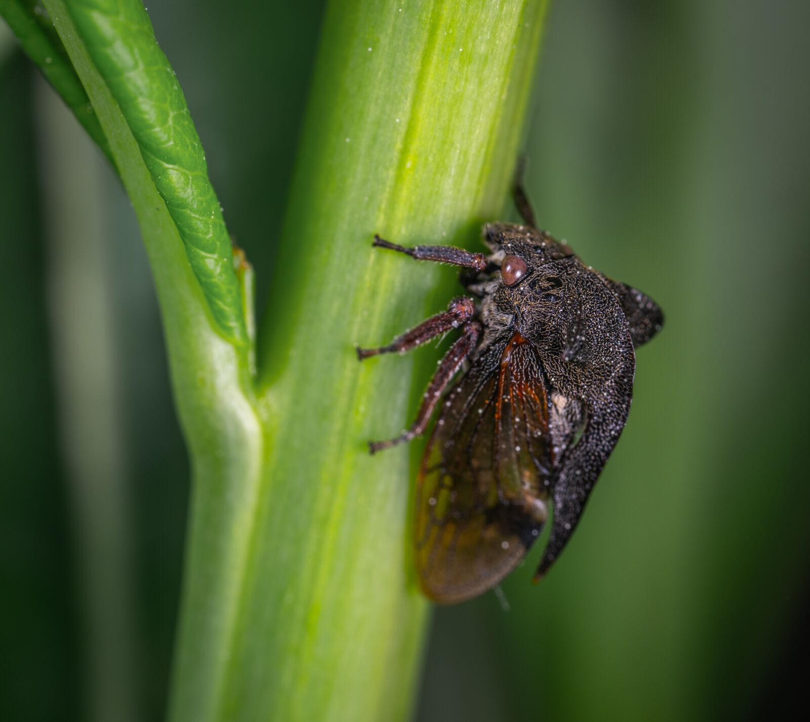 Sony a7R II sample photo. Macro, insect, gorbatka photography