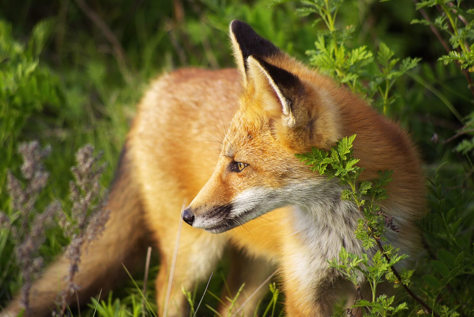 Samsung GX-10 sample photo. Fox, animal, wildlife photography