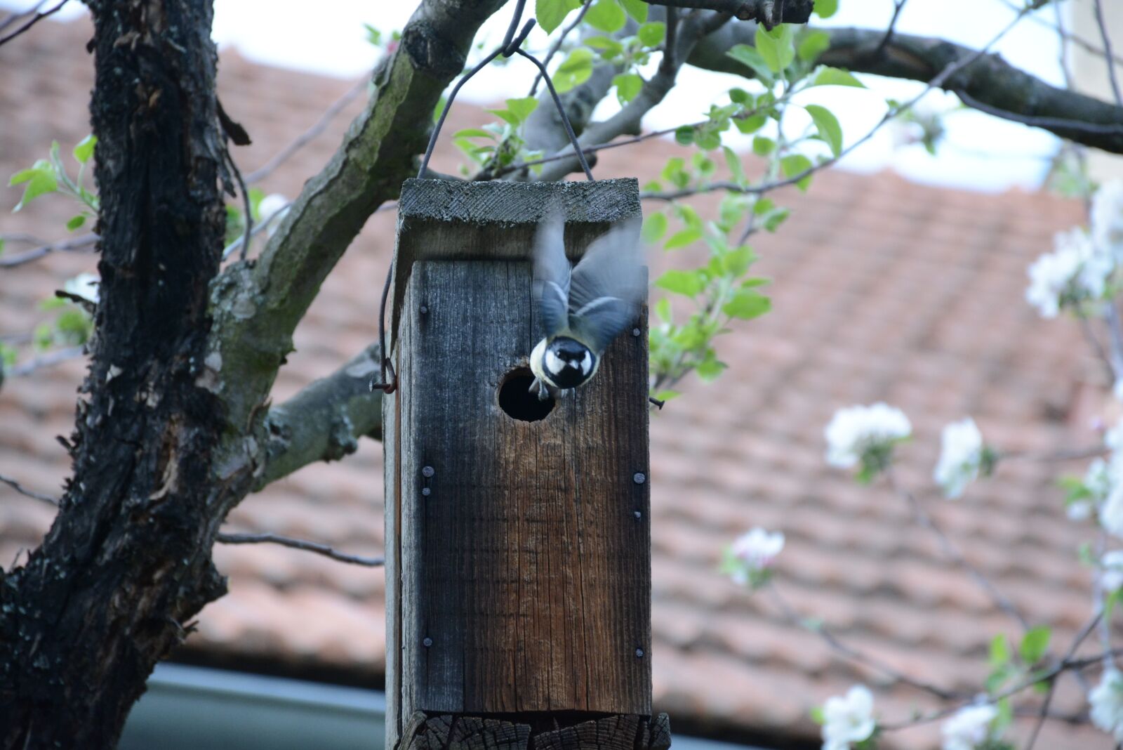 Nikon D7100 sample photo. Tit, booth, bird photography