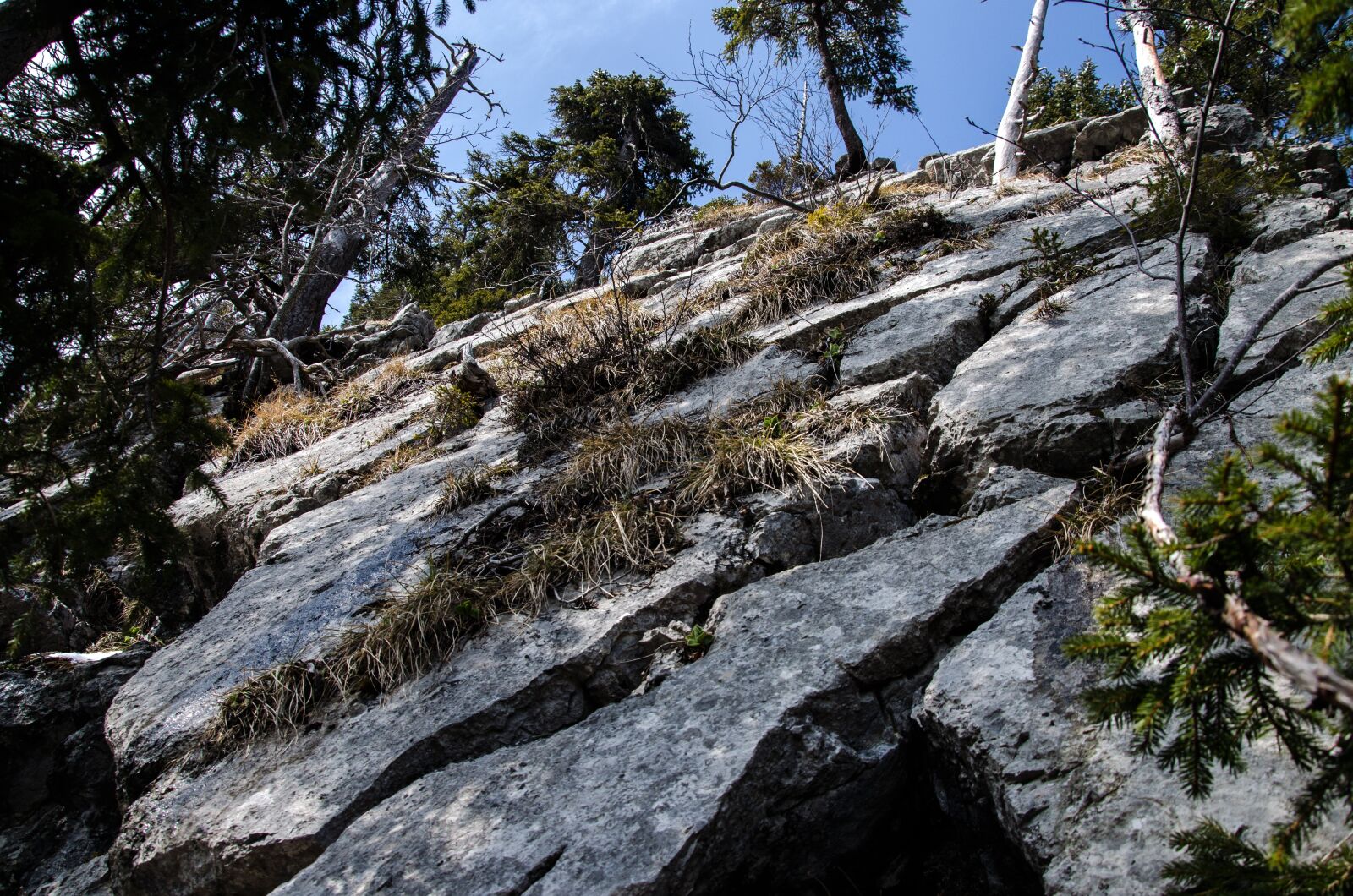 Nikon D5100 sample photo. Nature, rock, tree photography