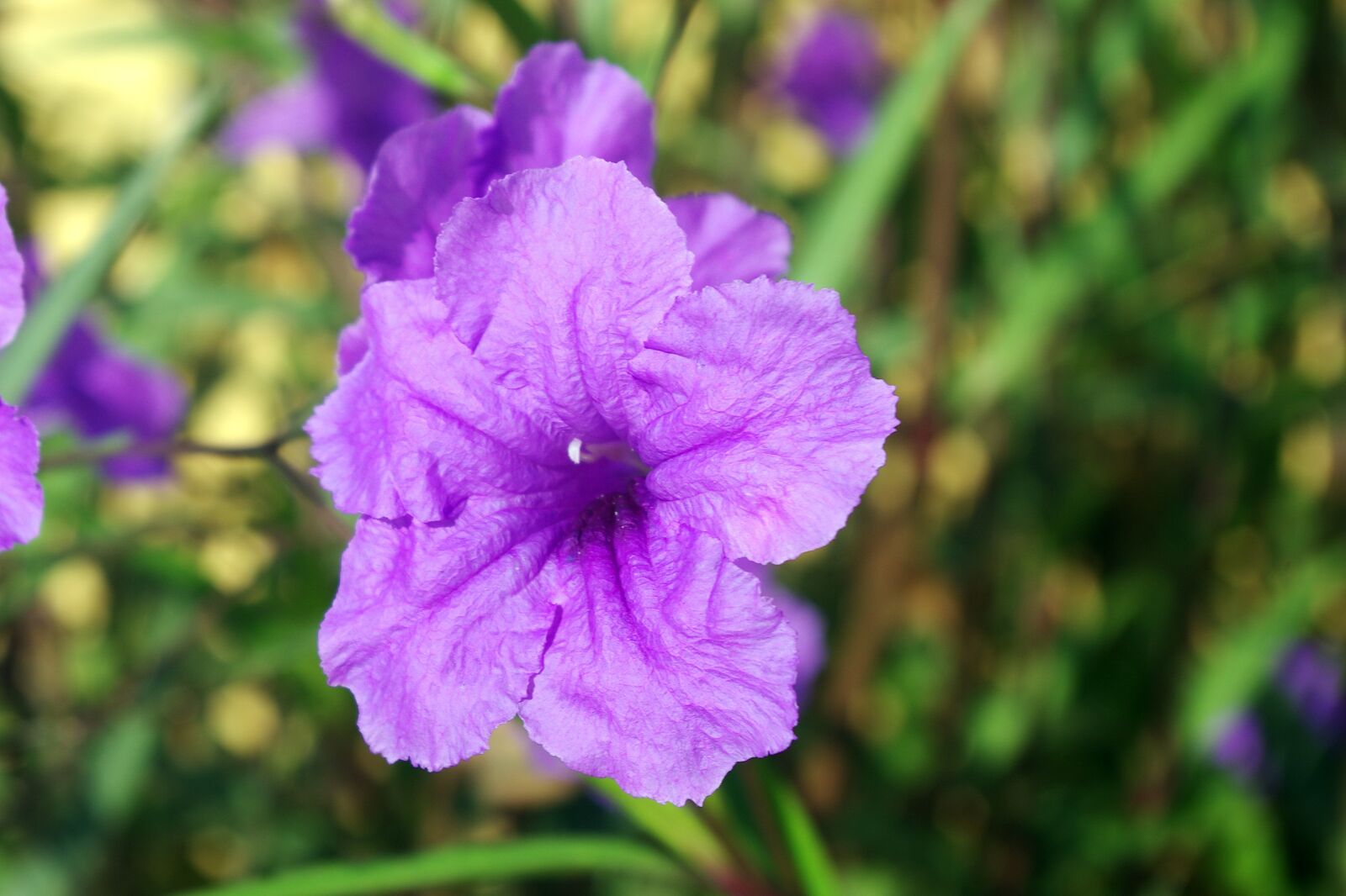 Pentax K-5 sample photo. Petunia, solanaceae, corolla photography