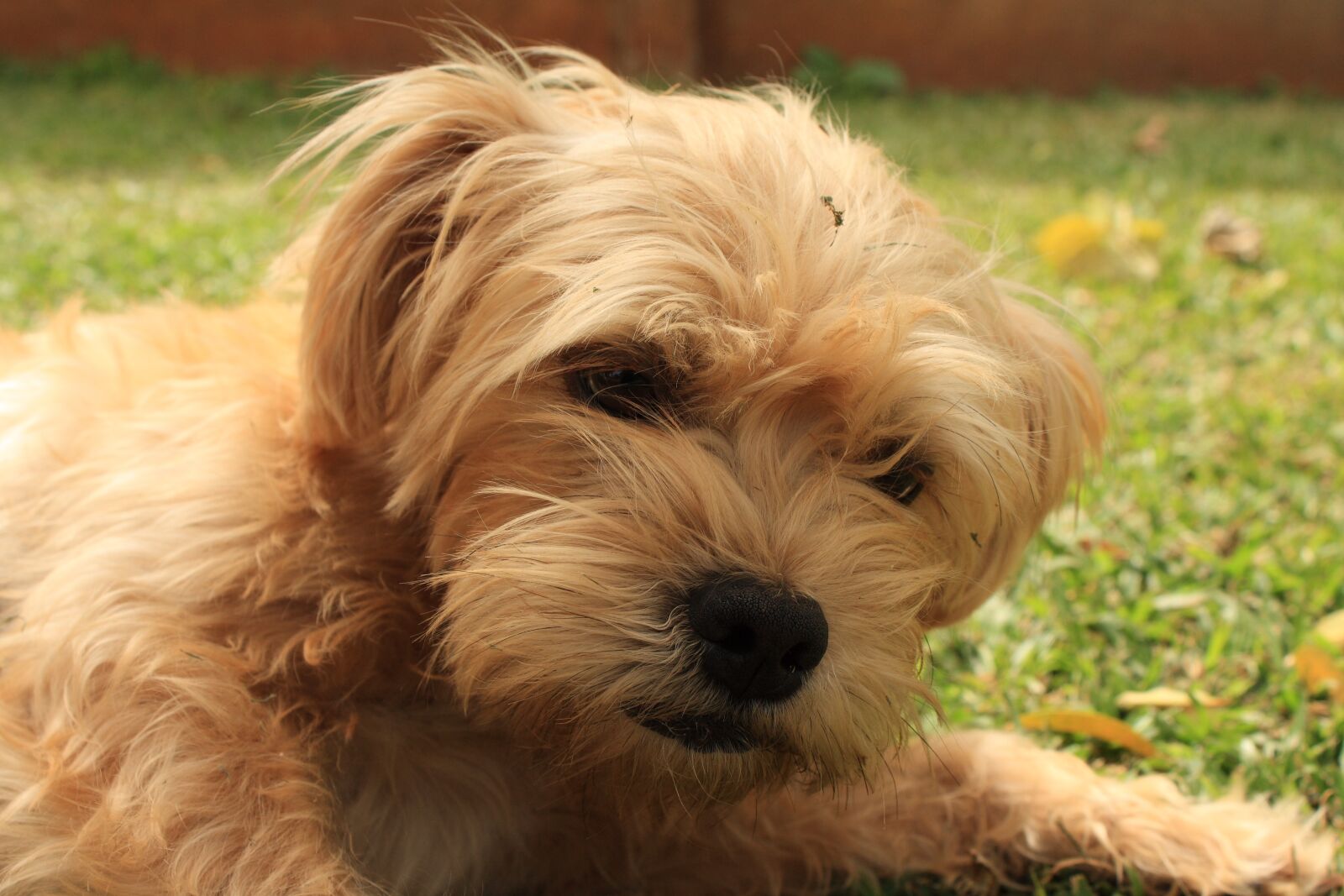 Canon EOS 1000D (EOS Digital Rebel XS / EOS Kiss F) sample photo. Dog, puppy, white photography