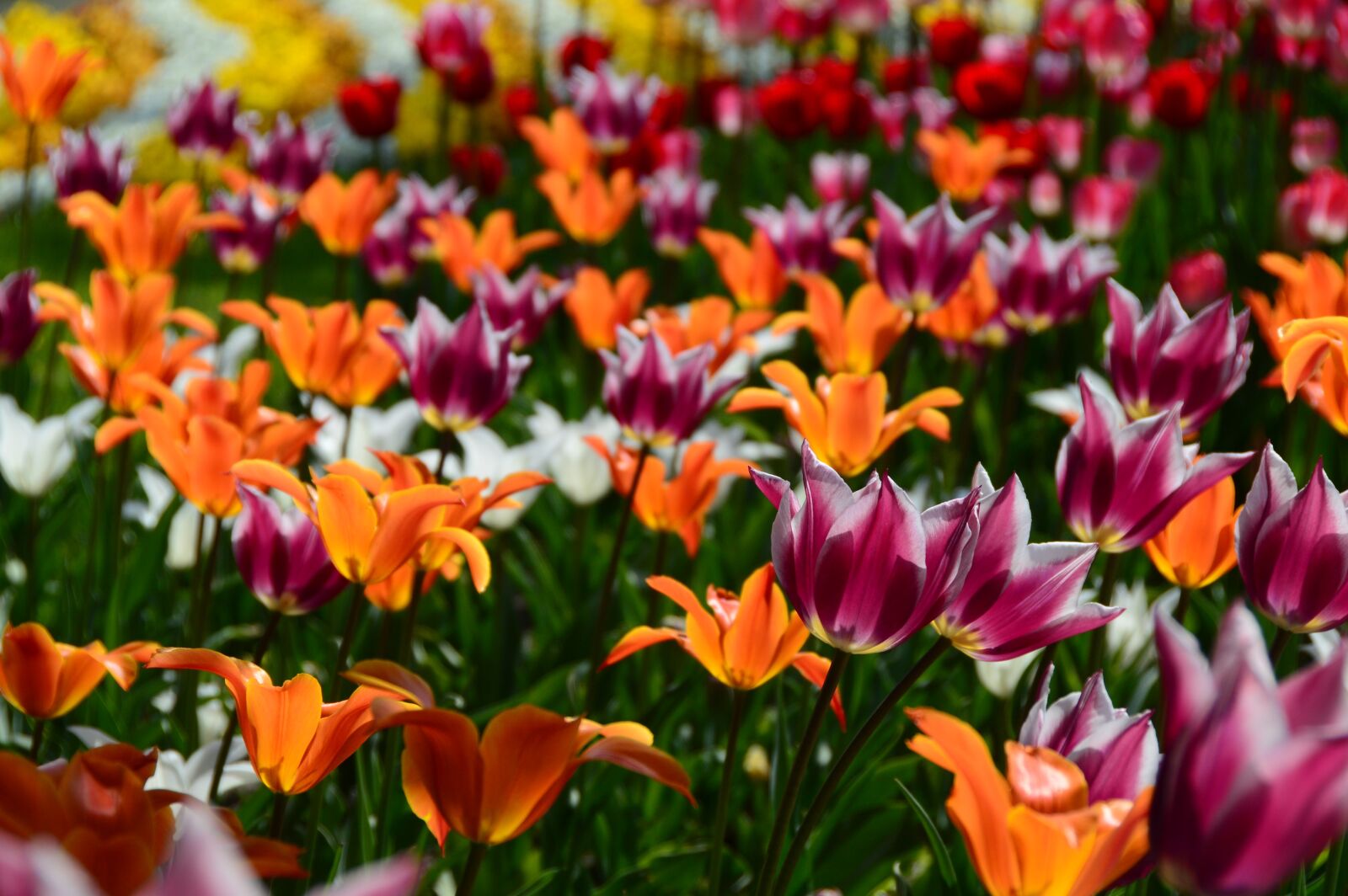 Nikon D3200 sample photo. Spring, flowers, tulips photography