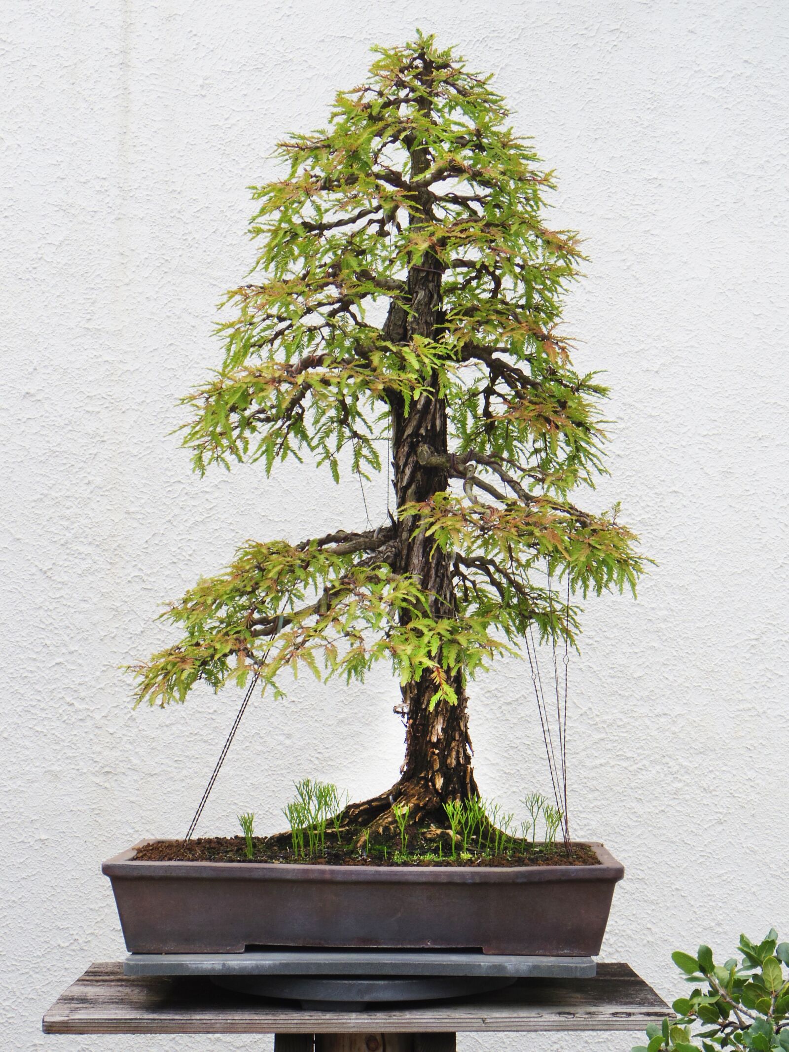 Pentax Q10 sample photo. Bonsai, tree, plant photography
