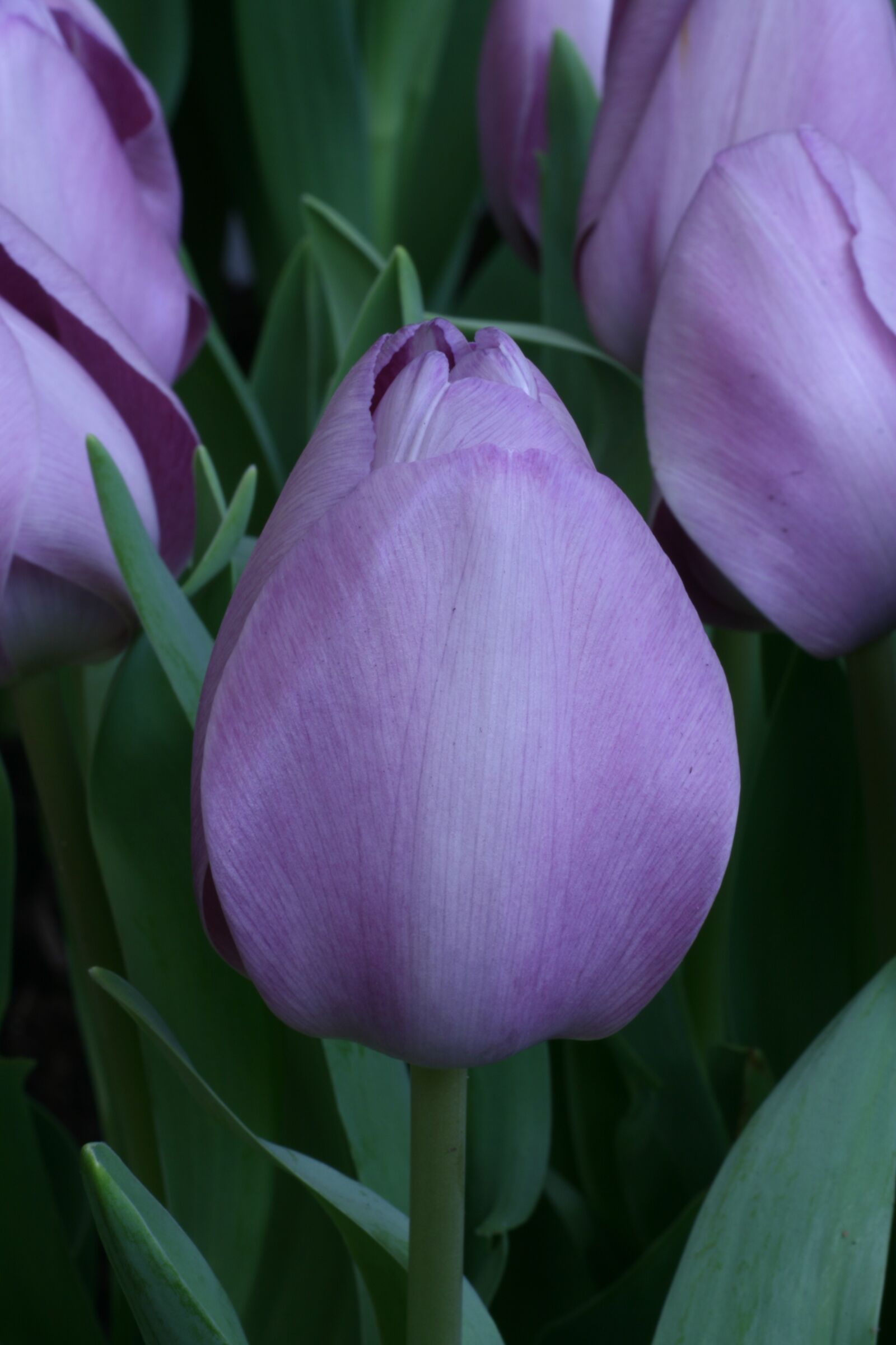 Canon EOS 400D (EOS Digital Rebel XTi / EOS Kiss Digital X) sample photo. Tulip, blue, spring photography