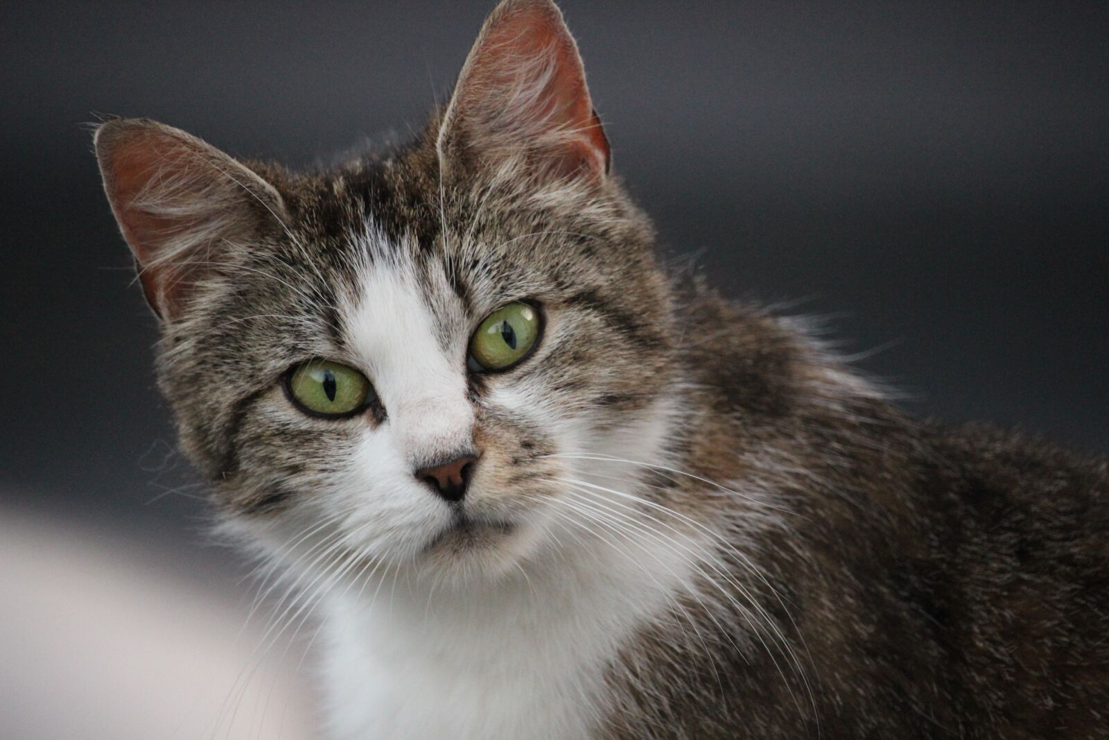 Canon EOS 600D (Rebel EOS T3i / EOS Kiss X5) sample photo. Cats, wild photography