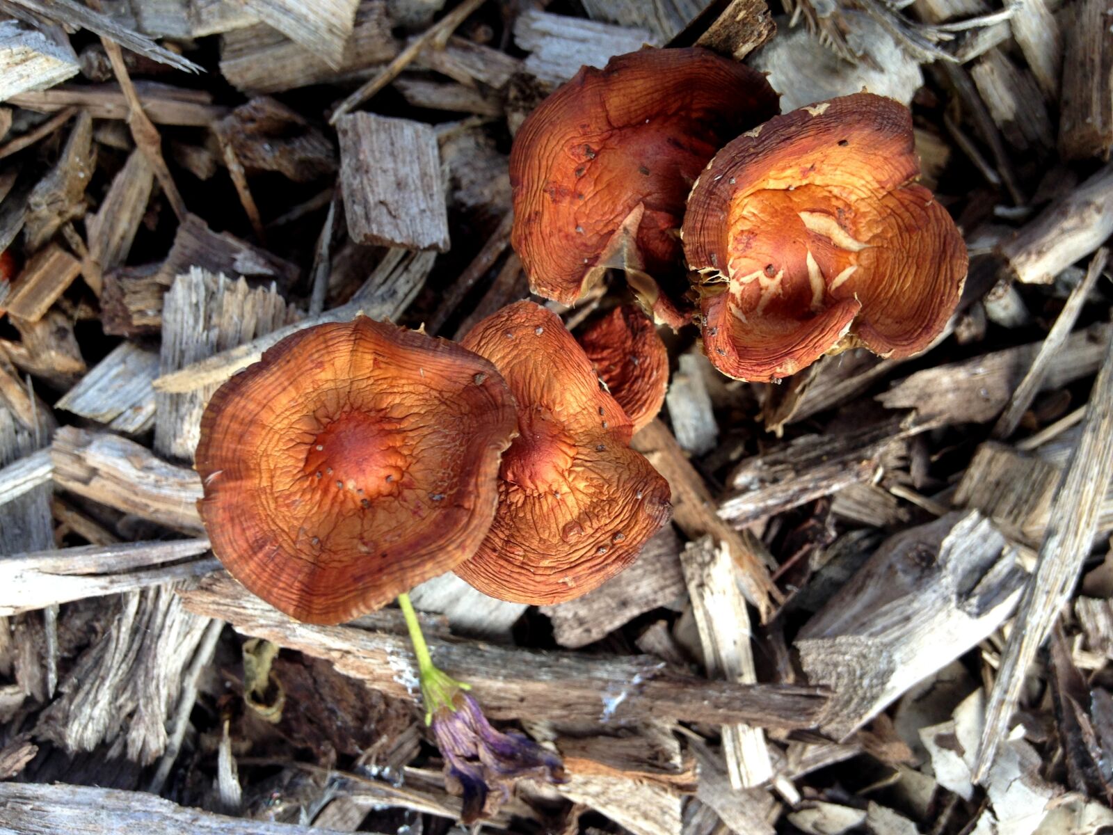 iPhone 5c back camera 4.12mm f/2.4 sample photo. Bark, colourful, fungi, ground photography